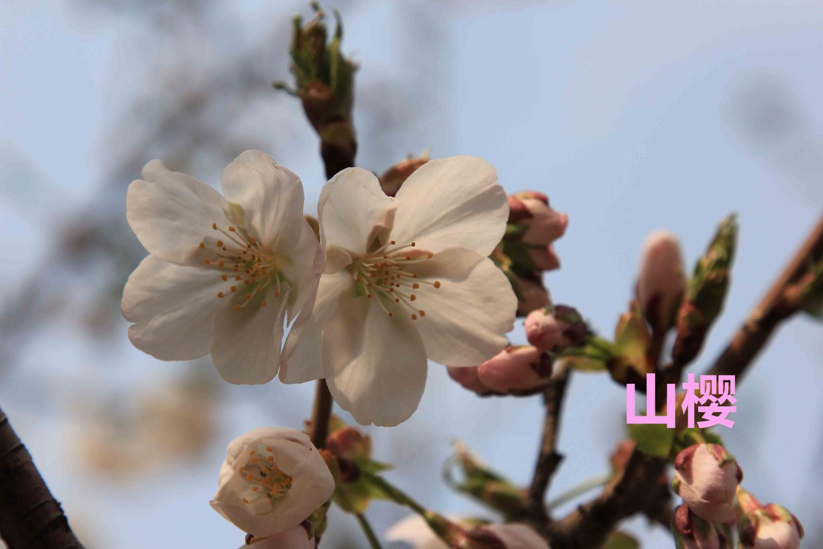 山樱.jpg
