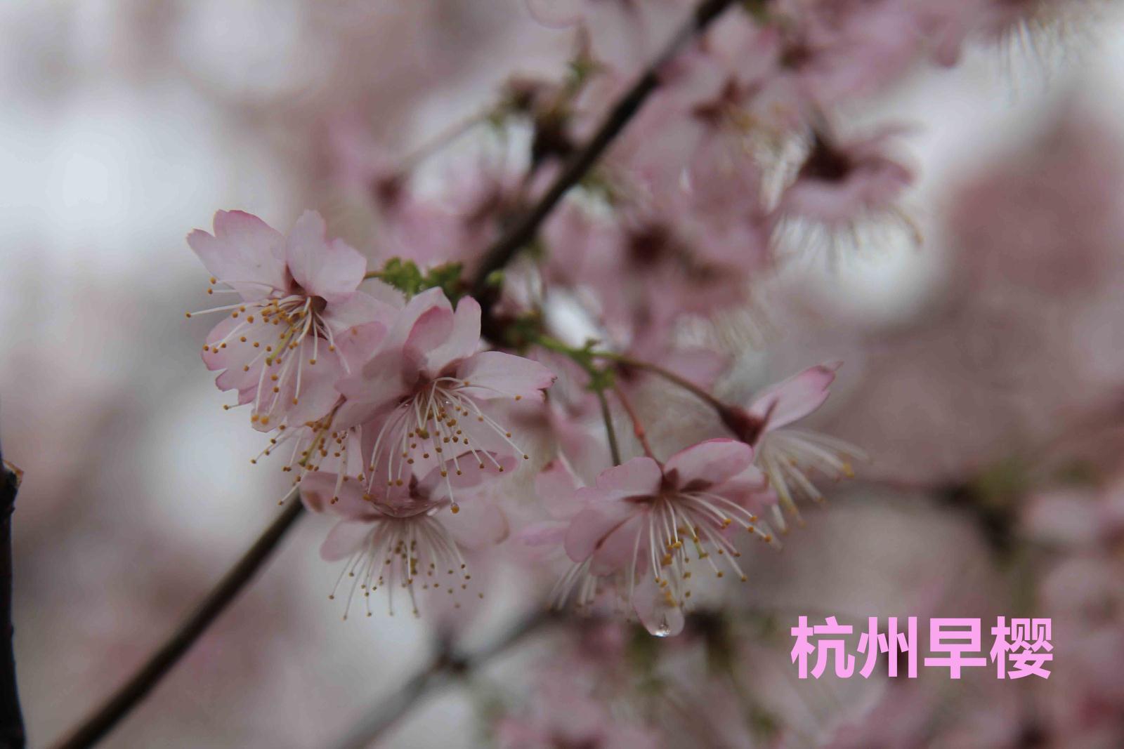 杭州早樱.jpg 杭州早樱.jpg